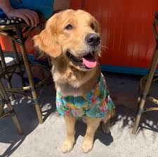 They still enjoy playtime, but loveyourdog says these puppies will be. Ken S Pizza Pub Startseite Burlington Vermont Speisekarte Preise Restaurant Bewertungen Facebook