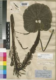 Image result for Gunnera perpensa