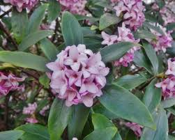 We did not find results for: How To Grow Daphne