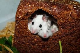Anidan en rincones abandonados, y son capaces de subsistir solo con migajas. Que Pasa Con Los Ratones En Las Casas De Balas De Paja Y Los Insectos