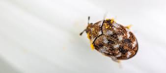 Insekten sind die am meisten verbreiteste tierart der welt. Teppichkafer Loswerden Befall Erkennen Und Vorbeugen