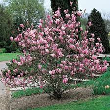 Image result for magnolia soulangeana