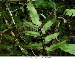 Image result for Lygodium microphyllum