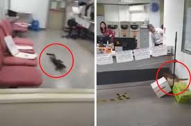 Aug 03, 2016 · it also to obtaining a working capital loan form a bank for an amount of rm48, 933.90. Monitor Lizard Give Bank Employees A Scare After Climbing To Office On Third Floor News Rojak Daily