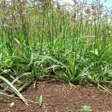 Image result for Cyperus ruwenzoriensis