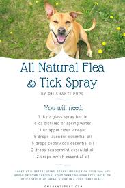 Natural Ways To Kill And Repel Fleas And Ticks On Your Dog Essential Oils For Fleas Essential Oils Dogs Flea And Tick Spray