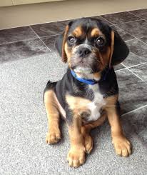 Black And Tan Puggle Puppies For Sale Black And Tan Puggle Puggle Puggle Puppies Puppy Pictures