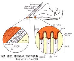 菅原道北削蹄所 北北海道を幅広くエリアカバーする牛削蹄所です Blog Archive とある獣医師の独り言6