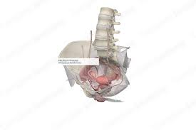 Image result for Lessertia falciformis