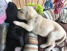 White labrador puppies for sale scotland. Guide Dogs Where Do They Really Come From Bbc News