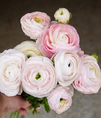 Image result for Ranunculus  cooleyae