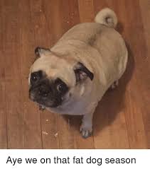 Ai wuz wrong… fat dog memes. Aye We On That Fat Dog Season Dogs Meme On Me Me