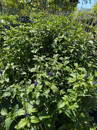 Image result for Stachytarpheta urticifolia