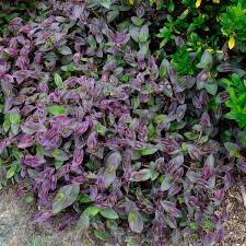 Image result for Tradescantia pallida