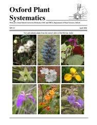 Image result for Baissea wulfhorstii