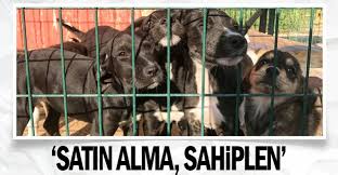 Satin Alma Sahiplen Guncel Antalya Haberleri