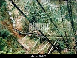 Image result for Oreobambos