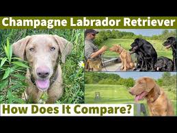 Check spelling or type a new query. Champagne Labrador Retriever How Does It Compare To Black Labrador Retrievers Youtube
