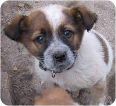 We have four males and three females. Brainerd Mn St Bernard Meet Sarah And Delilah A Pet For Adoption