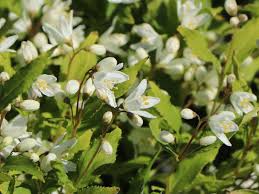 Check spelling or type a new query. Deutzie Maiblumenstrauch Sternchenstrauch Proven Winners Yuki Snowflake Deutzia X Hybrida Proven Winners Yuki Snowflake Baumschule Horstmann