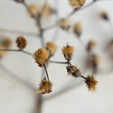 Image result for Vernonanthura polyanthes