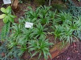Image result for Chlorophytum macrophyllum