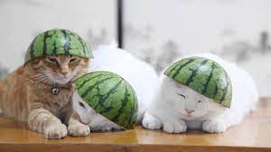 Jeden tag werden tausende neue, hochwertige bilder hinzugefügt. Susse Katzchen Haben Hier Eine Wassermelone Auf Dem Kopf Youtube