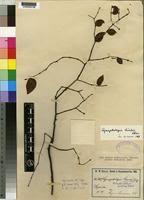 Image result for Synaptolepis