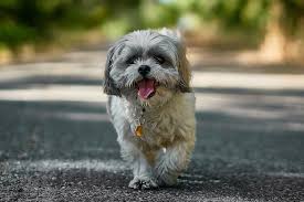 Maltese shih tzu poodle full grown. Shih Poo Everything You Need To Know About A Shih Tzu Poodle Mix All Things Dogs All Things Dogs