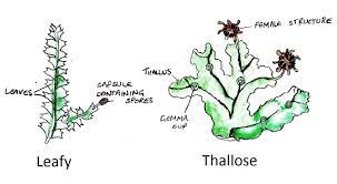Home » diagram labels » well labelled diagram of a liverwort. Plant Divisions Mosses Liverworts And Hornworts Tentative Plant Scientist
