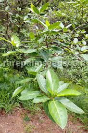 Image result for Ficus virens