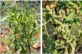 Image result for Clerodendrum lutambense