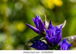 Image result for Swertia pleurogynoides