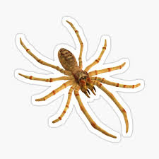 Just before christmas and at a time when i should have been spreading the festive goodwill, i presented you with a post called the funnel web spider of australia and death. Camel Spider Stickers Redbubble