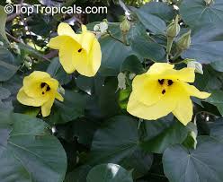 Image result for Hibiscus tiliaceus