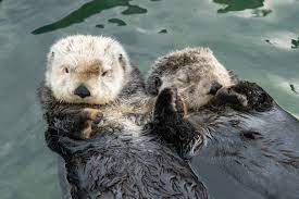 Here at the cmc zoo: Cuteness Overload 2 Sea Otters Hold Hands At The Vancouver Aquarium Coast Mountain News