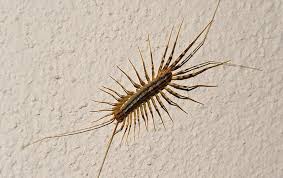We did not find results for: Where Are All These House Centipedes Coming From