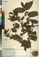 Image result for Keetia gueinzii