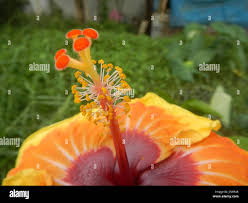 Image result for Hibiscus platycalyx