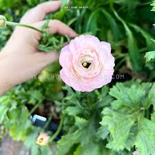 Image result for Ranunculus raeae