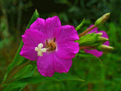 Image result for Epilobium hirsutum