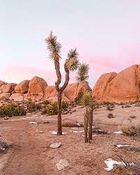 Split Rock Loop Trail In Joshua Tree National Park Field Guide Joshua Tree National Park Desert Aesthetic Joshua Tree California