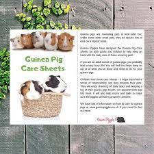 Pin On Guineas