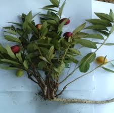 Image result for Anisophyllea quangensis