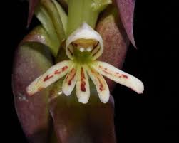 Image result for Satyrium macrophyllum