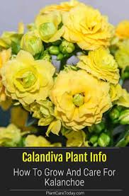 Calandiva Plant Info How To Grow And Care For Kalanchoe In 2020 Plant Care Houseplant Kalanchoe Flowers Plants