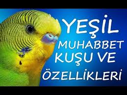 Yesil Muhabbet Kuslari Ve Ozellikleri Bilinmesi Gerekenler Youtube