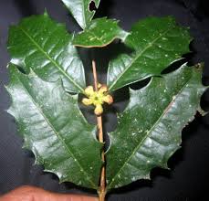 Image result for Microcharis welwitschii