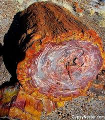 A Petrified Log In The Petrified National Forest Arizona Petrified Forest National Park Petrified Forest Petrified Wood