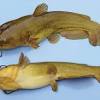 Trophy sized bullheads can reach lengths upwards of 17 inches with the world record bullhead weighing around 6 pounds. 1